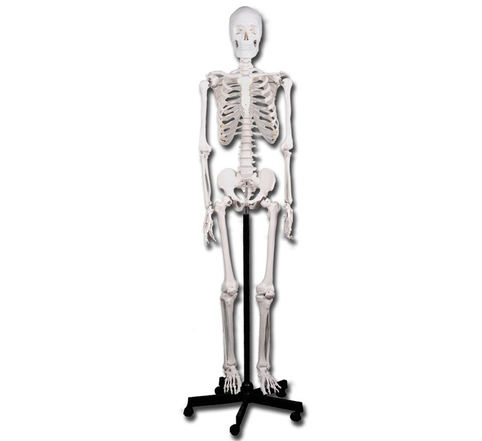 Skelet op rolstatief