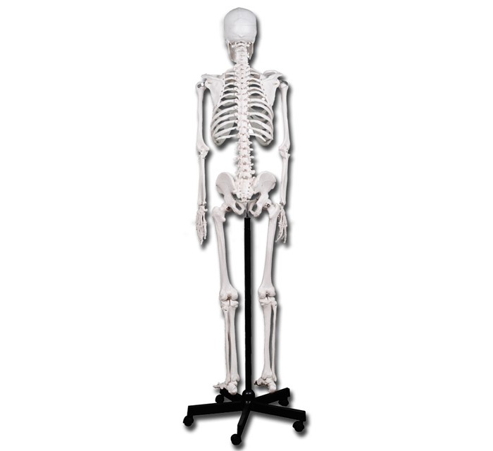 Skelet op rolstatief